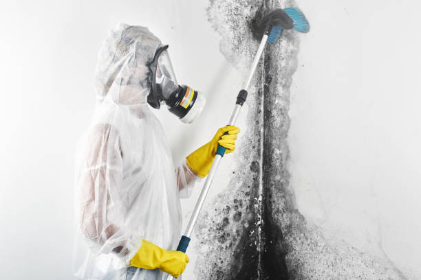 Best Mold Removal for HVAC Installations  in Pine Ridge, SD